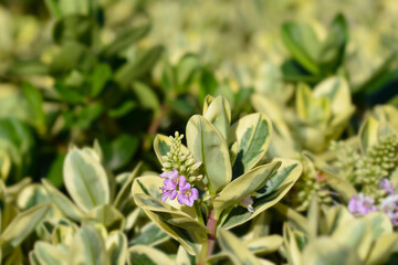 Variegated Andersons hebe