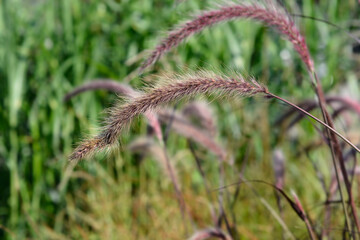 Fountain Grass Rubrum