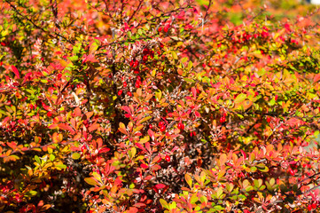 Clusters of red berries of a Cotoneaster horizontalis Decne. illuminated by soft evening sunlight, autumn background