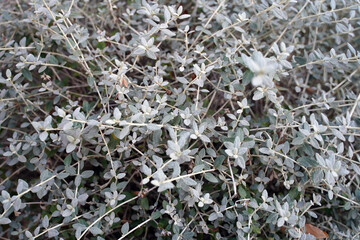 Bush plant detail close up