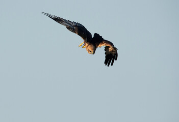 Eurasian Marsh harrier  diving down at Asker Marsh, Bahrain