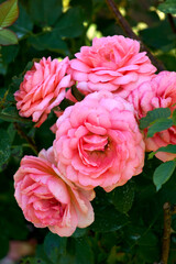 Beautiful branch of blossoming pink rose flowers in the garden.