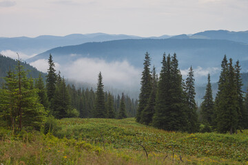 Mountain forest after rain. Carpathians