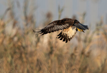 Eurasian Marsh harrier hovering at Asker Marsh, Bahrain