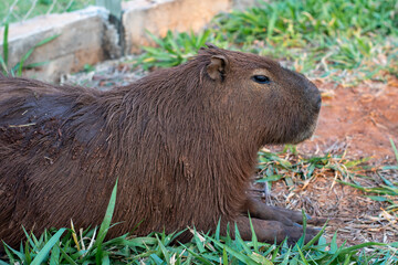 capybara resting