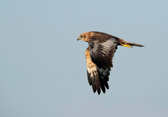 Eurasian Marsh harrier in flight at Asker Marsh, Bahrain