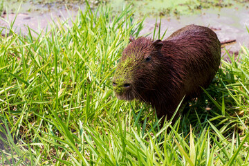 portrait of a capybara on a lake