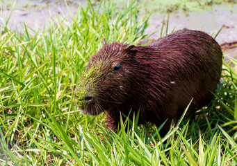 portrait of a capybara on a field