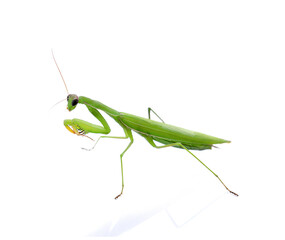 Praying mantis isolated on a transparent background