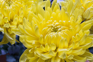 Chrysanthemum and white card with a place for a text on a white background
