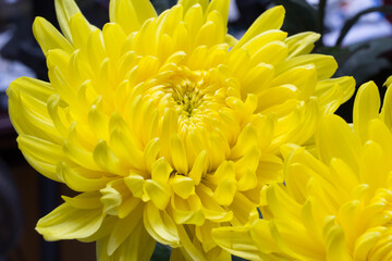 Fototapeta premium Chrysanthemum and white card with a place for a text on a white background 