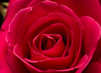 red roses and white card with a place for a congratulatory text on a black background