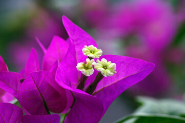 Bougainvillea, beautiful purple flowers. Bougainvillea is a climbing plant that has thin, red or purple flowers and grows mainly in hot countries, such as Indonesia and Brazil. Macro photography.