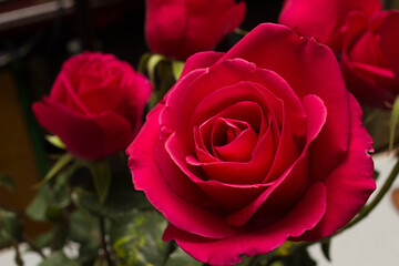 red roses and white card with a place for a congratulatory text on a black background