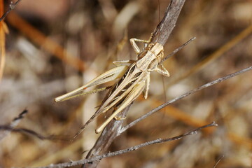 Brown-spotted Bush-cricket (Tessellana tessellata), male