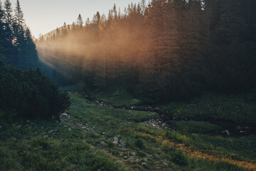 The sun's rays make their way through the trees. Ukrainian Carpathian mountains.