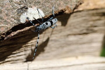  Rosalia longicorn (Rosalia alpina) or Alpine longhorn beetle