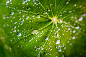 water drops on leaf