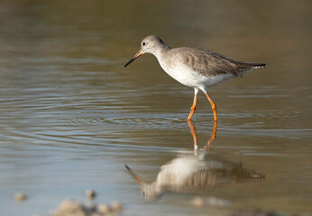 Redshank feeding at Asker Marsh, Bahrain