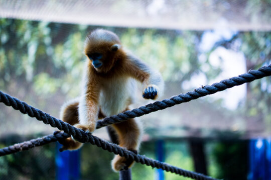 Chinese golden monkey, a very rare primate - Powered by Adobe