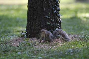 little squirrel in a park