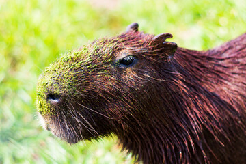 portrait of a capybara