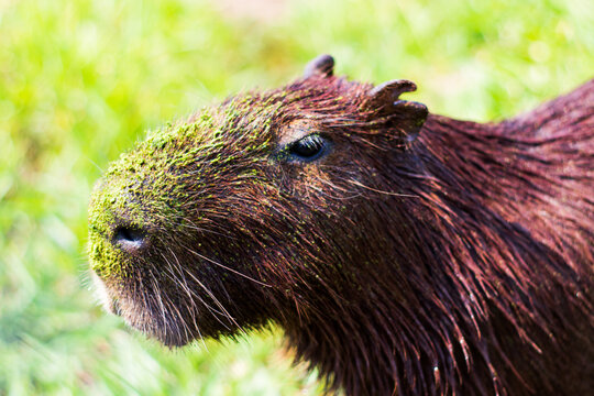 portrait of a capybara