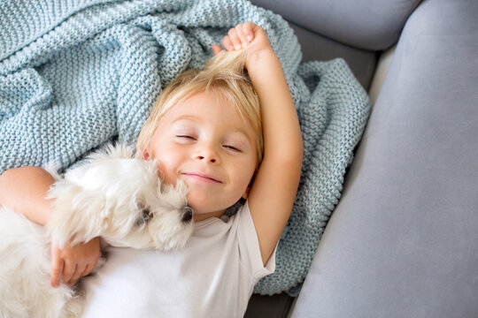 Little toddler child, boy, lying in bed with pet dog, little maltese dog