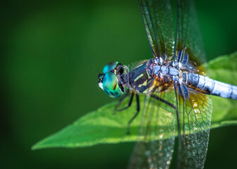 Blue Dasher on a leaf along the Shadow Creek Ranch Nature Trail in Pearland, Texas!