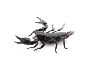 black scorpion on white isolated background