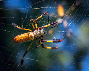 Golden Silk Spider from above at Hudson Woods near Angleton, Texas!