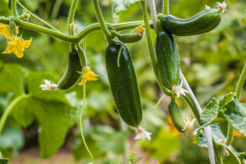 Cucumbers growing on a vine in a rural greenhouse