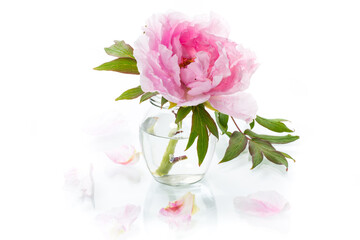 blooming pink tree peony flower on white background