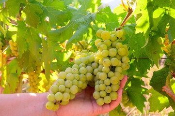 Ripe white grapes growing on vineyards in Campania, South of Italy used for making white wine