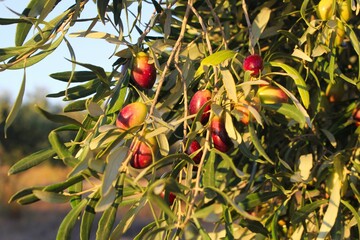 Olives of Manaki variety on olive tree branch in the outskirts of Athens in Attica, Greece.