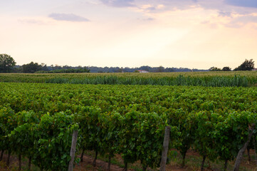 Fototapeta na wymiar Rows with grape plants on vineyards in Campania, South of Italy