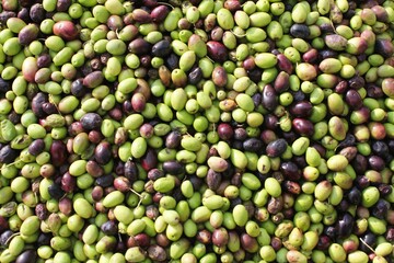 Harvested olives unloaded from truck to press hopper in olive oil mill in the outskirts of Athens in Attica, Greece.