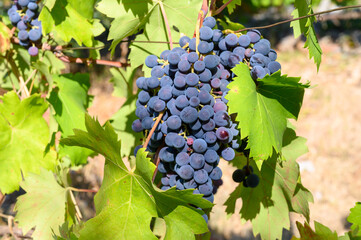 Ripe red grapes growing on vineyards in Campania, South of Italy used for making red wine