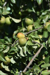 ripe pears grow in the garden