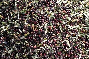 Harvested olives unloaded from truck to press hopper in olive oil mill in the outskirts of Athens...