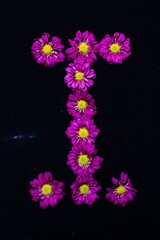 text arranged by purple daisies flowers, black background

N