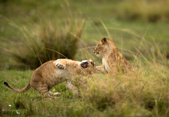 Lion cubs playing at Masai Mara, Kenya