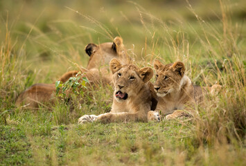 Lion cubs resting in the mid of grasses at Masai Mara, Kenya