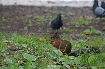 squirrels