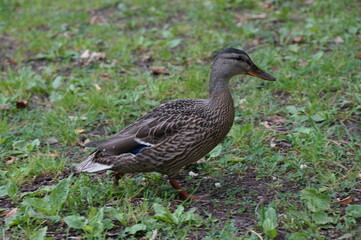 birds