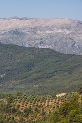 Fototapeta premium olivar, Hornos, parque natural sierras de Cazorla, Segura y Las Villas, Jaen, Andalucia, Spain