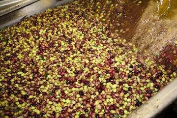Cleaning olives with fresh water during extra virgin olive oil production process in olive oil mill...