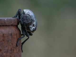 Black bug