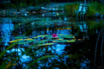 flower in the water