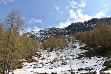 Winkeltal, Frühling, Frühjahr, Alm, Wald, Moschwald, Lackenkammeralm, Villgraten, Föhre,...